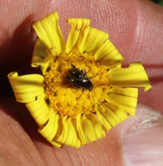 Othonna heterophylla