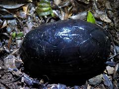 Kinosternon creaseri