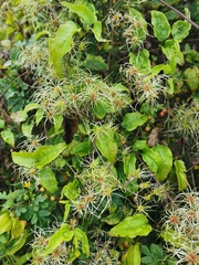 Clematis vitalba