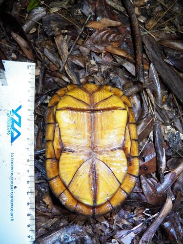 Creaser's Mud Turtle