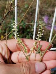 Melilotus albus