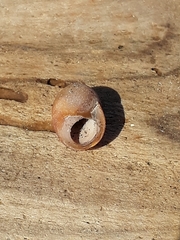 Littorinimorpha
