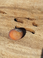 Littorinimorpha