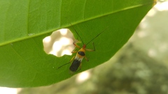 Castolus plagiaticollis