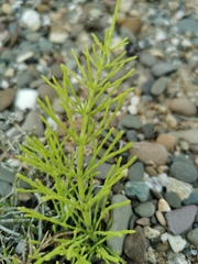 Equisetum arvense