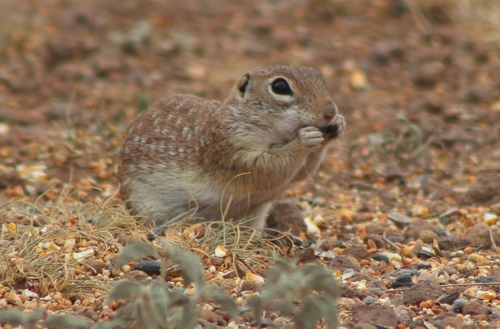 Xerospermophilus spilosoma