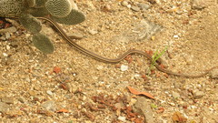 Salvadora lemniscata