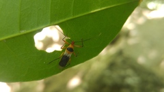 Castolus plagiaticollis