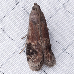 Euzophera ostricolorella