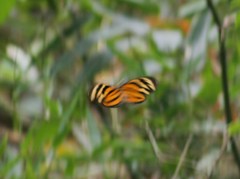 Eueides isabella eva