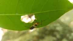 Castolus plagiaticollis