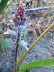 Lachenalia judithiae