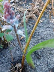 Lachenalia judithiae