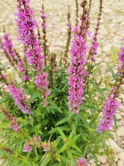Lythrum salicaria