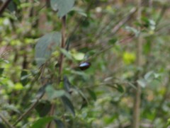 Morpho helenor montezuma