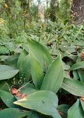 Convallaria majalis
