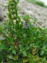 Mentha arvensis