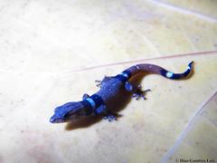 Sphaerodactylus glaucus