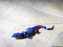 Sphaerodactylus glaucus