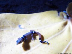 Sphaerodactylus glaucus