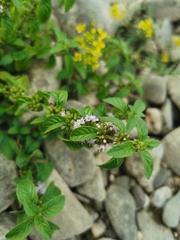 Mentha arvensis