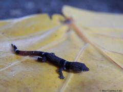 Sphaerodactylus glaucus