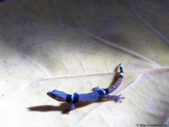 Sphaerodactylus glaucus