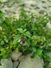 Mentha arvensis