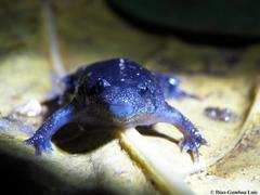 Rhinophrynus dorsalis