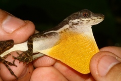 Anolis oxylophus