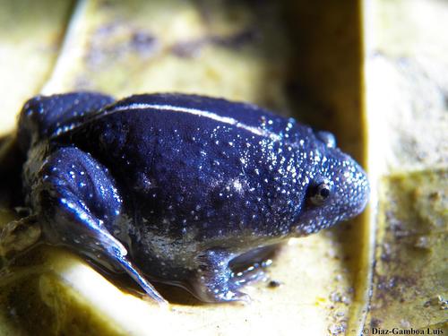 Mexican Burrowing Toad