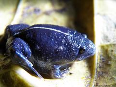 Rhinophrynus dorsalis