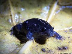 Rhinophrynus dorsalis