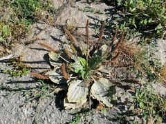 Plantago major