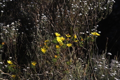 Euryops abrotanifolius