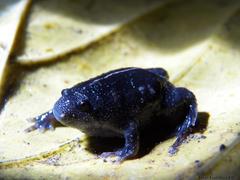 Rhinophrynus dorsalis