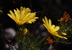 Euryops abrotanifolius