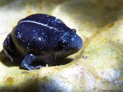 Rhinophrynus dorsalis