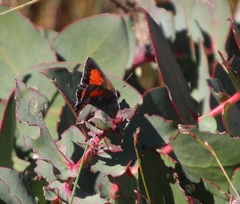 Capys alphaeus alphaeus