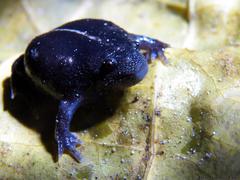 Rhinophrynus dorsalis