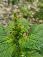 Amaranthus retroflexus