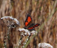 Capys alphaeus alphaeus
