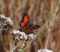 Capys alphaeus alphaeus