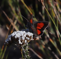 Capys alphaeus alphaeus