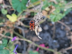 Pyrrhocoris apterus