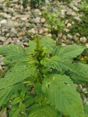 Amaranthus retroflexus