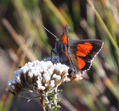 Capys alphaeus alphaeus