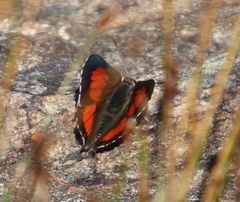 Capys alphaeus alphaeus