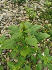Amaranthus retroflexus