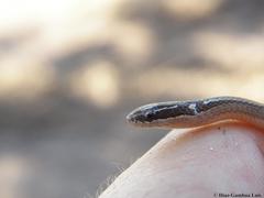 Coniophanes meridanus